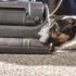 Img perro aspirador pelos limpieza listado
