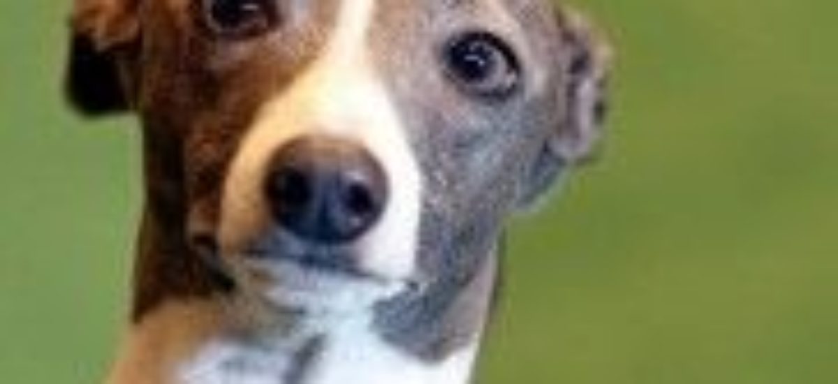 Img galgos maltratados abandonados problema social listado