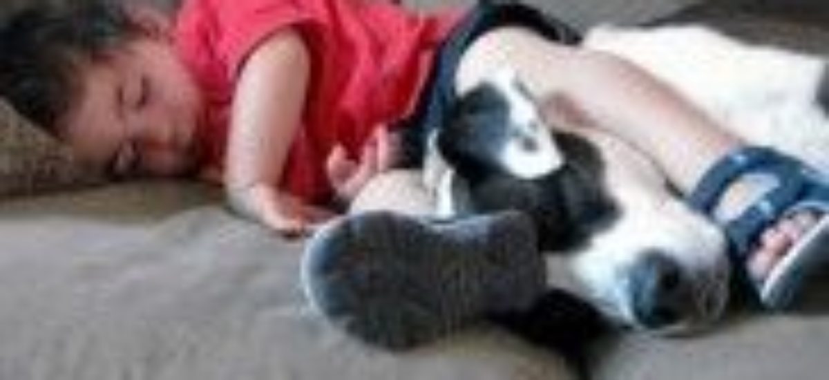 img_pitbull-tan-fiero-agresivo-ninos-listado Img pitbull tan fiero agresivo ninos listado