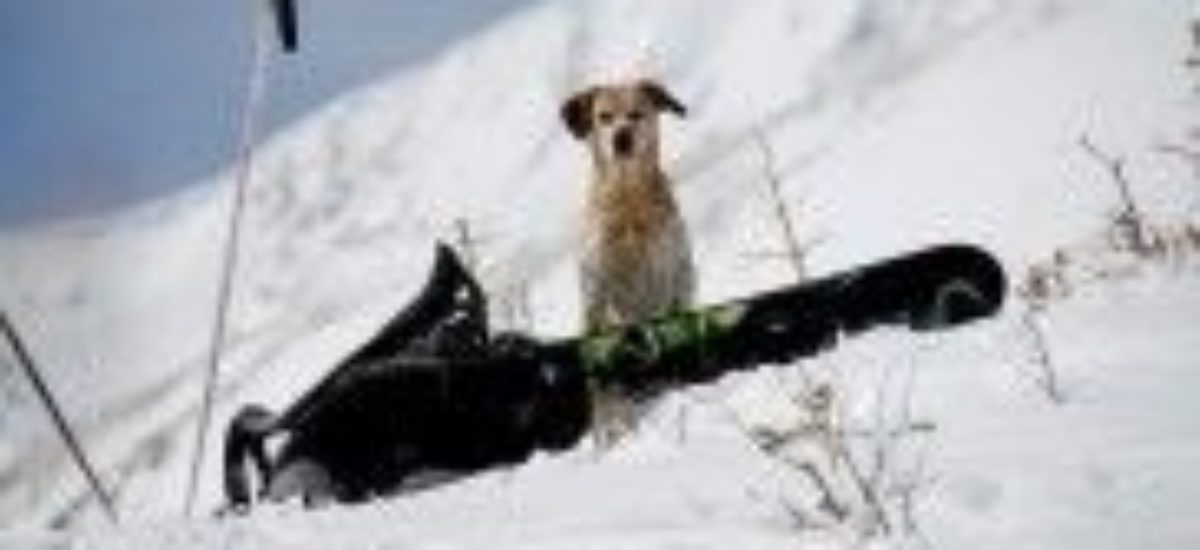 Img perro nieve esquiar viajes listado