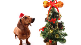 Img perros peligros navidad