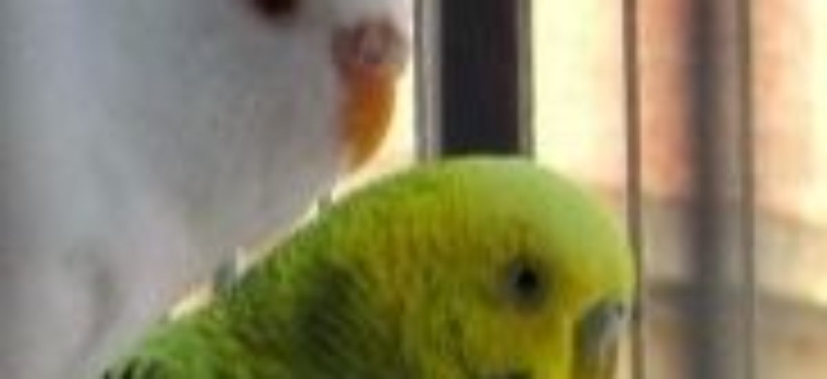 img_pulmon-cuidador-aves-list Img pulmon cuidador aves list