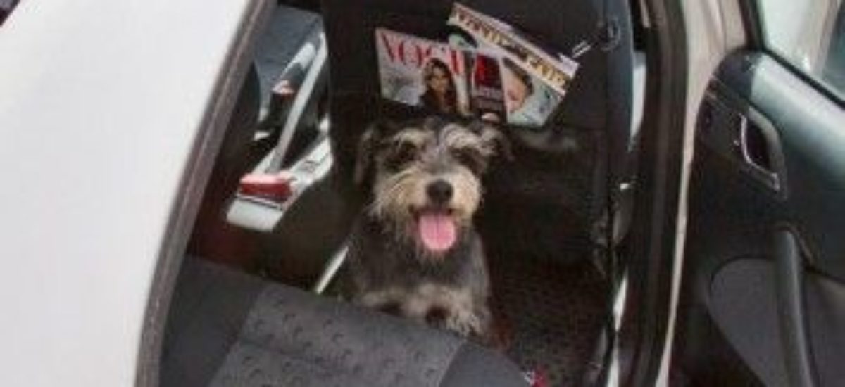 Img taxi perros viajar animales mascotas