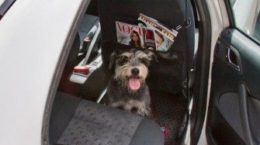 Img taxi perros viajar animales mascotas