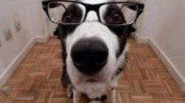 Img perros cancer detectar gafas enfermedades salud listado