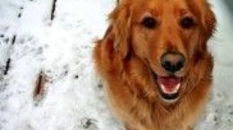 Img perro enfermedades invierno frio salud consejos listado