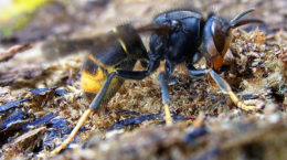 Img avispa asiatica