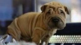 Img cachorros perros comprar vender legislacion normas tiendas animales listado