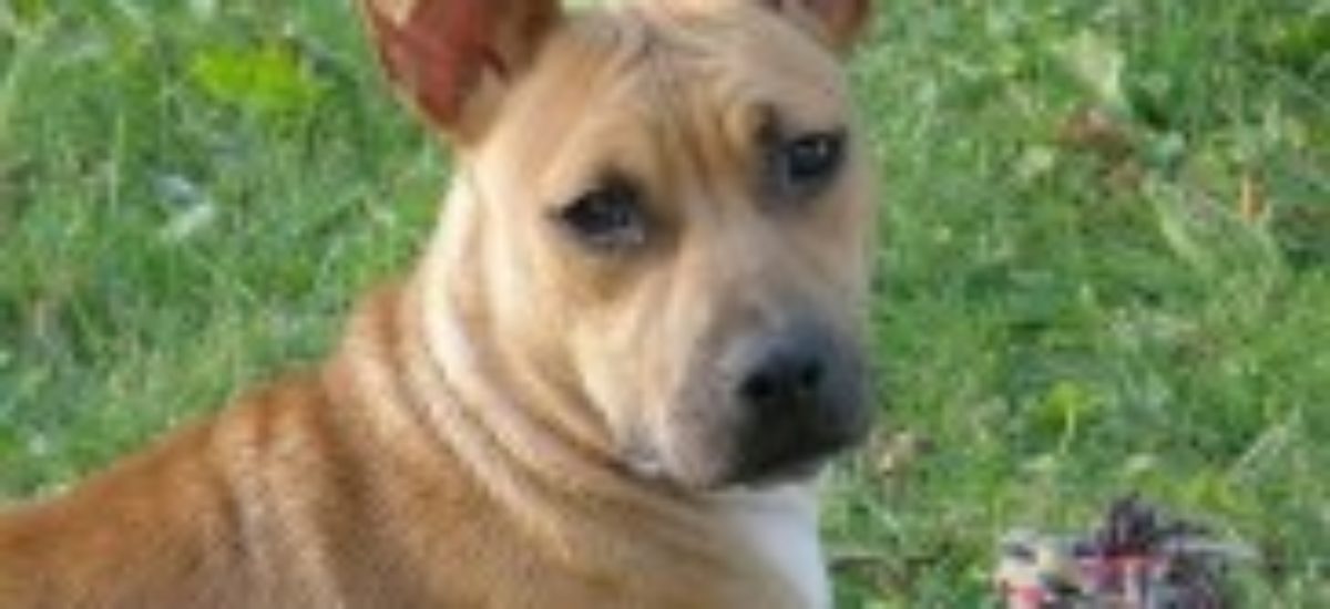 Img peleas perros maltrato animales american staffordshire terrier denunciar listado