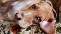Img perros diarreas consejos alimentacion salud animales mascotas listado