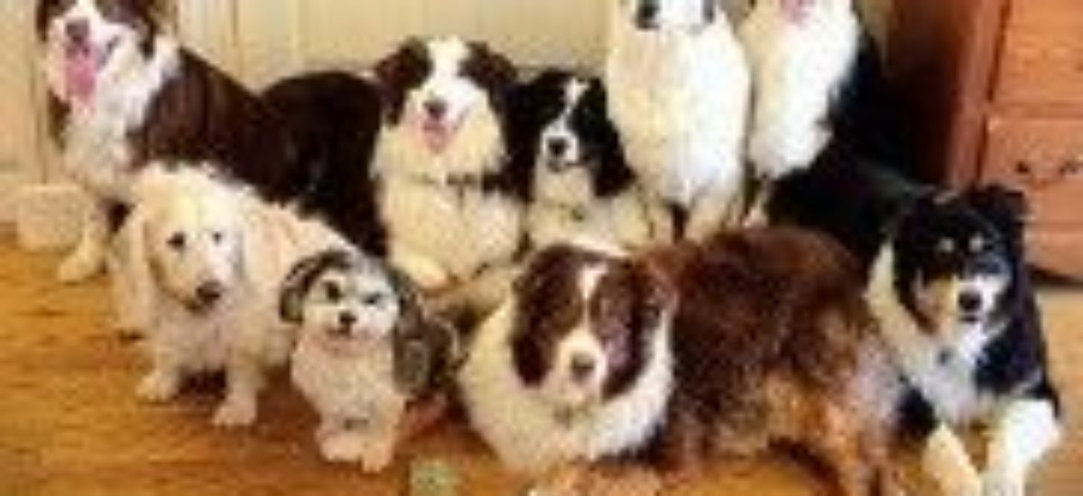 Img sentarse perros aprender obdediencia educacion adiestramientos mascotas listado