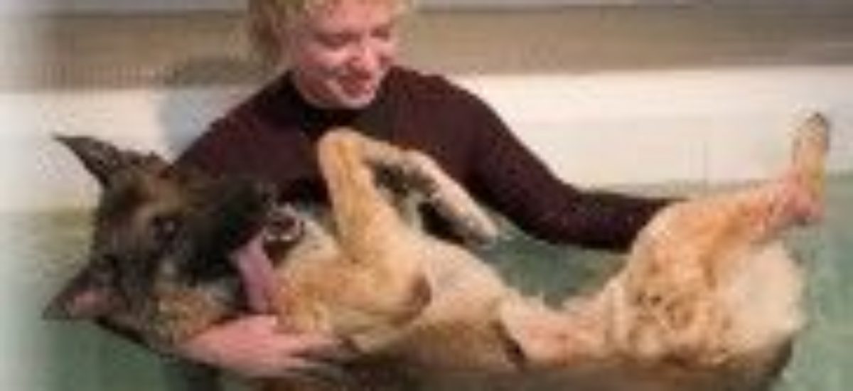 Img perros fisioterapia rehabilitaciones masajes operaciones animales mascotas listado