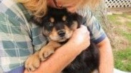 Img perros abrazos adopciones defensa animales formas ayudar cachorros maltrato listado