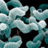 Img campylobacter