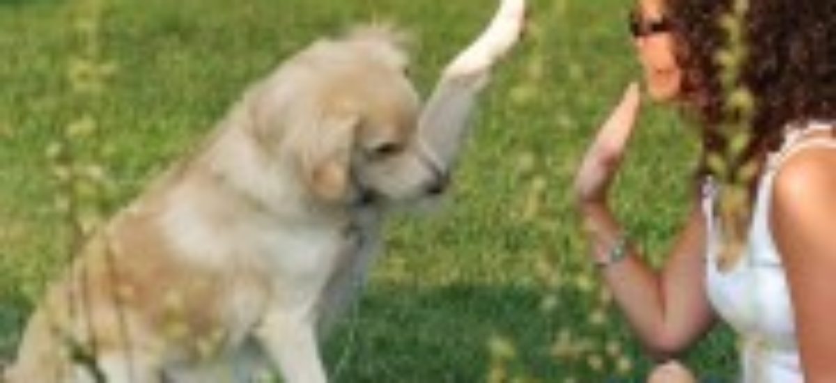 Img perros tramites obligatorios ley microchip seguros censo animales mascotas listado