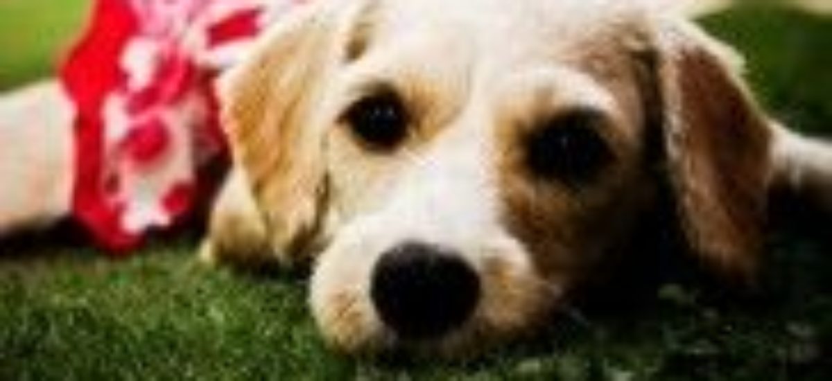 Img gastos perros ahorrar animales planificar consejos veterinarios ahorros listado