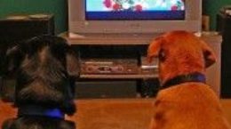 Img television perros canales canes adictos listado