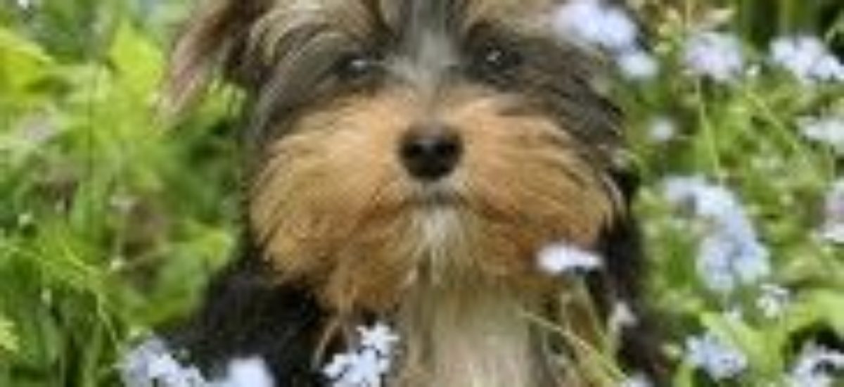Img perros alergias polen primevera animales mascotas cesped plantas listado