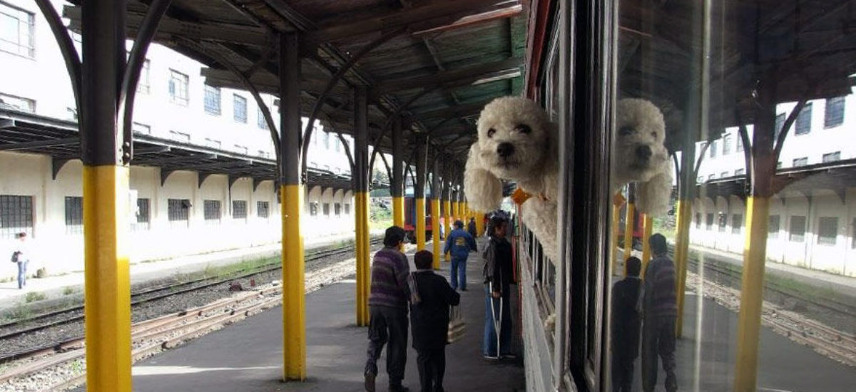 Img perro tren