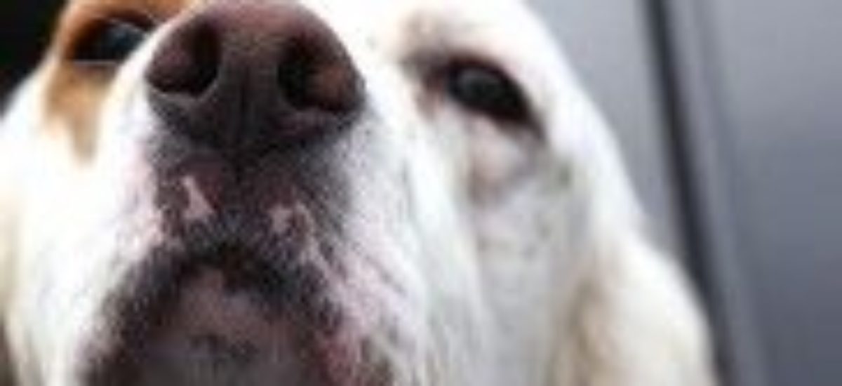 Img nariz perros asmas tratamiento veterinarios mascotas alergias listado