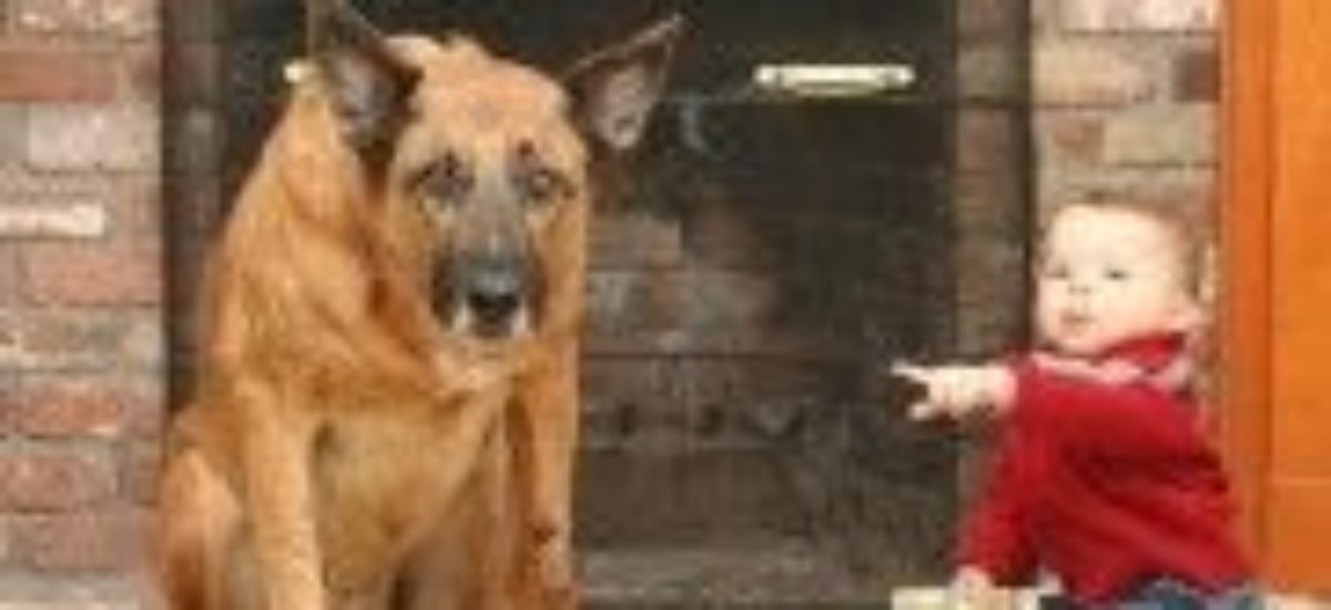 img_cara-culpa-perros-mito-mentiras-animales.mascotas-listado Img cara culpa perros mito mentiras animales mascotas listado