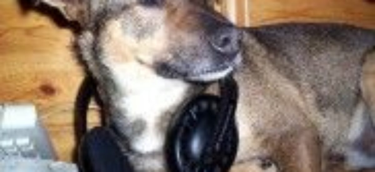 Img musica perros animales mascotas shakira beethoven canes listado
