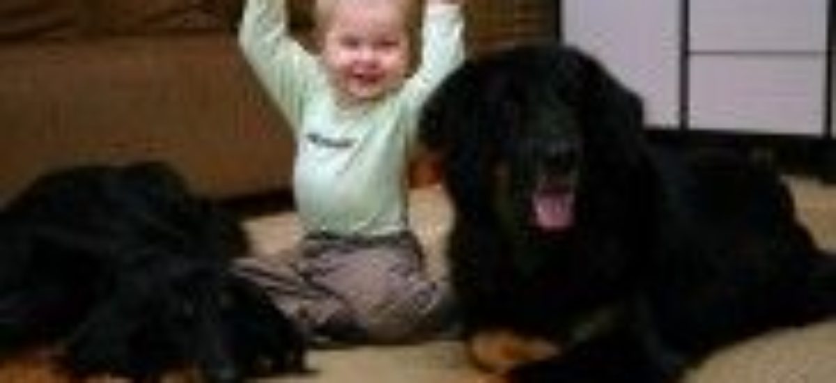 img_profesores-perros-ninos-escolares-ayudas-infantiles-beneficios-colegios-listado-1 Img profesores perros ninos escolares ayudas infantiles beneficios colegios listado