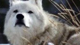 Img perros lobos evolucion semejanzas alimentacion humanos listado