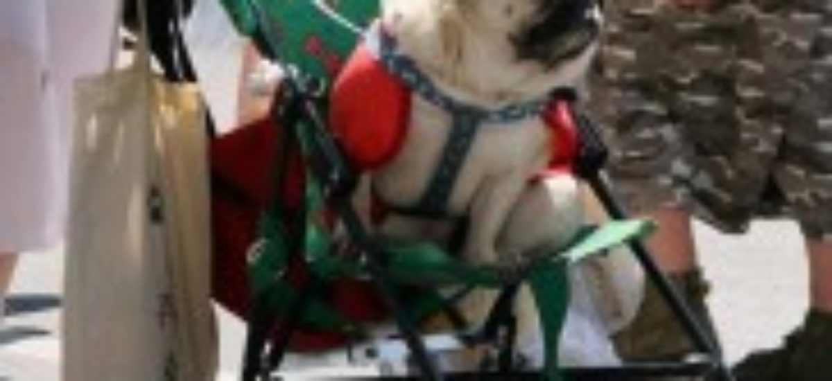 Img carritos perros sillas ruedas remolques canes mascotas viajar listado