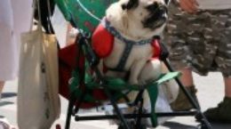 Img carritos perros sillas ruedas remolques canes mascotas viajar listado