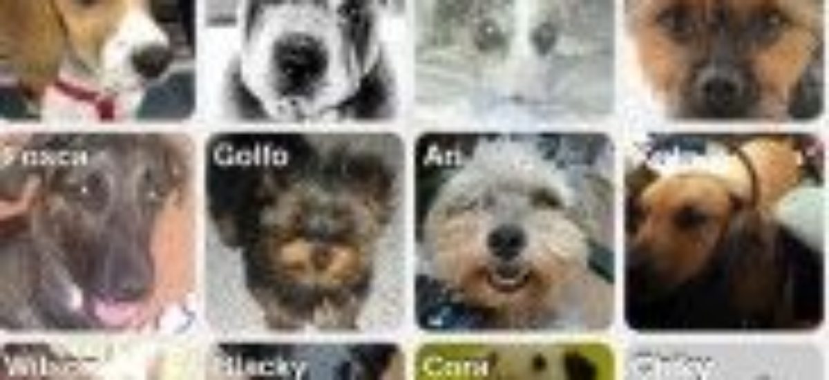Img aplicaciones moviles perros red social animales telefono listado