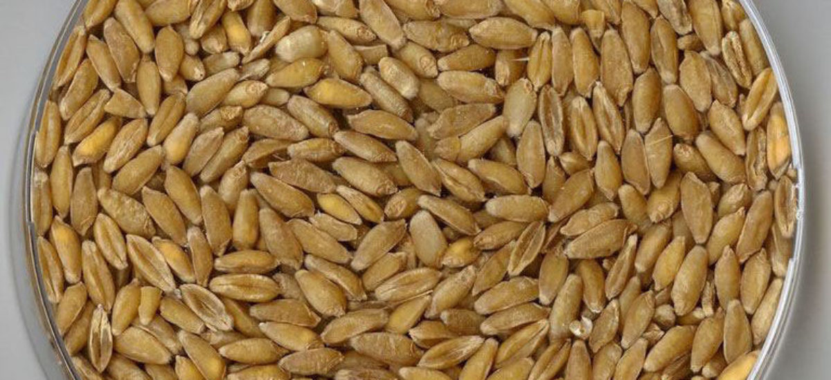 img_tritordeum Img tritordeum