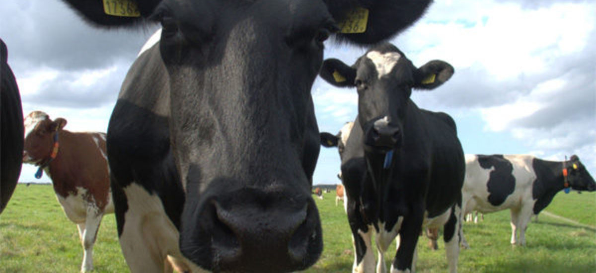 img_vacuno Img vacuno