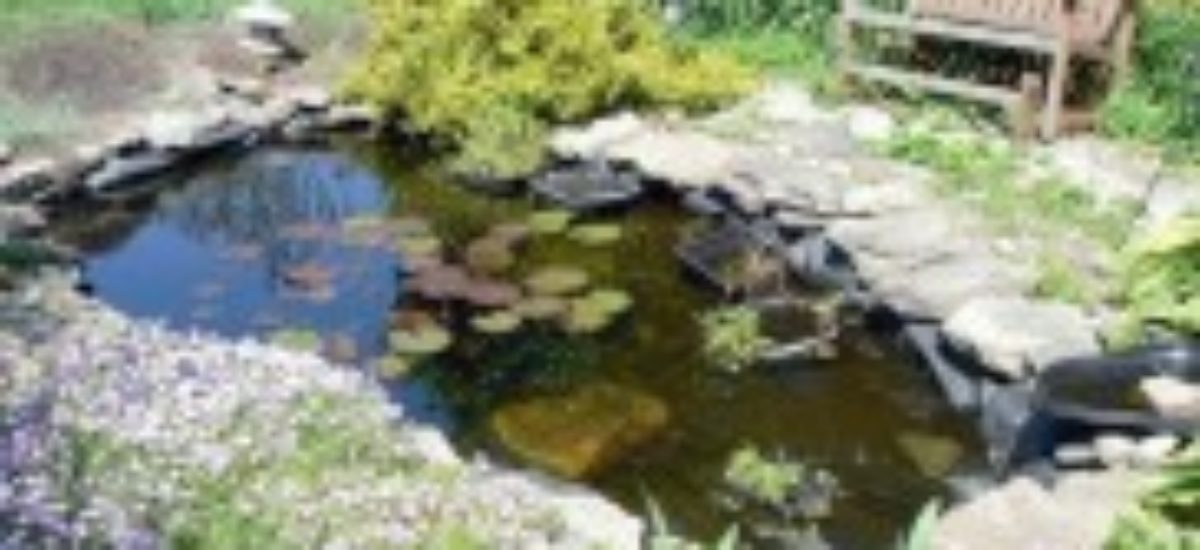 Implementar legación Inquieto Instalar un estanque en el jardín | Consumer