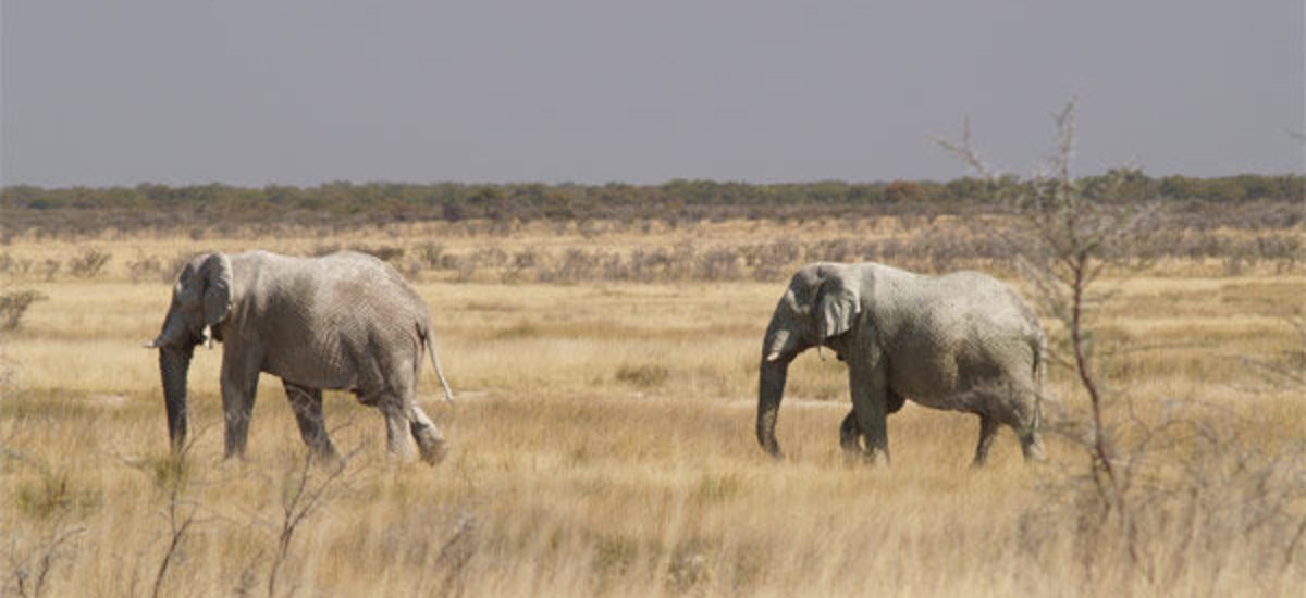 Img elefantes