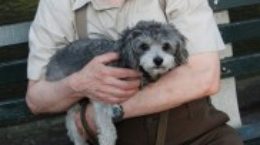 Img perros adoptar ancianos convivencia mascotas tercera edad jubilacion animales listado