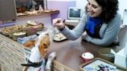 Img pasteleria perros perruna reposteria animales mascotas madrid barcelona mascotas animales galletas listado