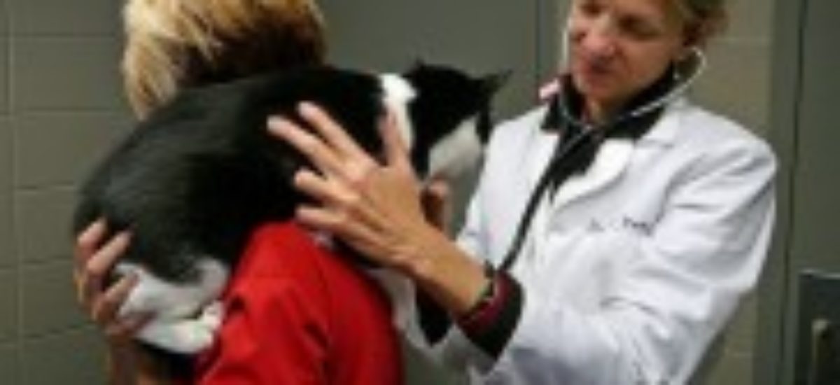 Img veterinarios crisis perros gatos no acuden consultas enfermedades listado