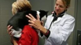Img veterinarios crisis perros gatos no acuden consultas enfermedades listado