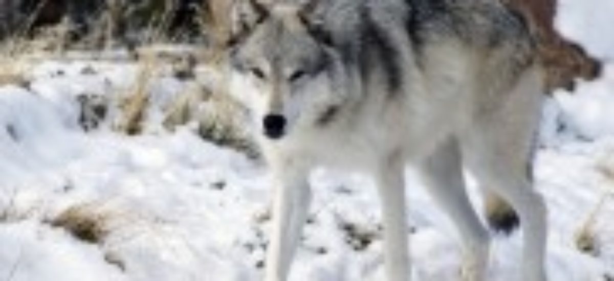 Img perros lobos diferencias semejanzas distintos especies animales mascotas listado