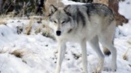 Img perros lobos diferencias semejanzas distintos especies animales mascotas listado
