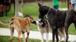 Img perros comunicacion lenguaje cuerpo entender animales mascotas piscologia listado