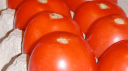 Img tomates