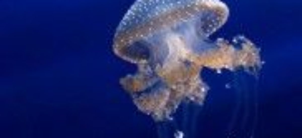 Img medusa2 listado