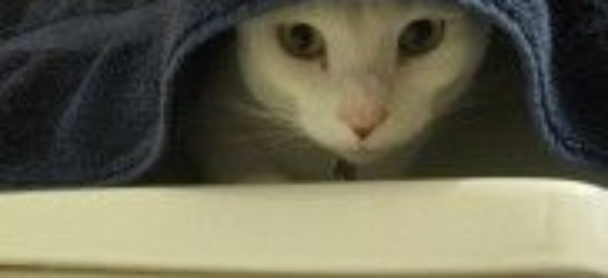 Img gatos bano toalla aseo oidos agua limpiar orejas animales perros mascotas listado
