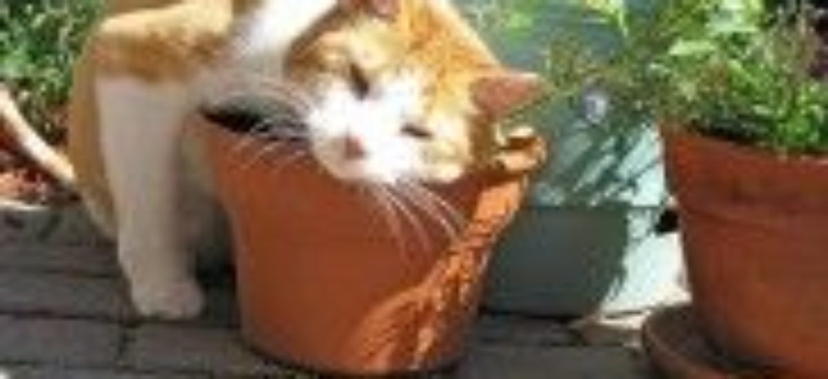 Img hierba gatera gatos felinos por que gusta narcotico droga animales mascotas listado