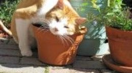 Img hierba gatera gatos felinos por que gusta narcotico droga animales mascotas listado