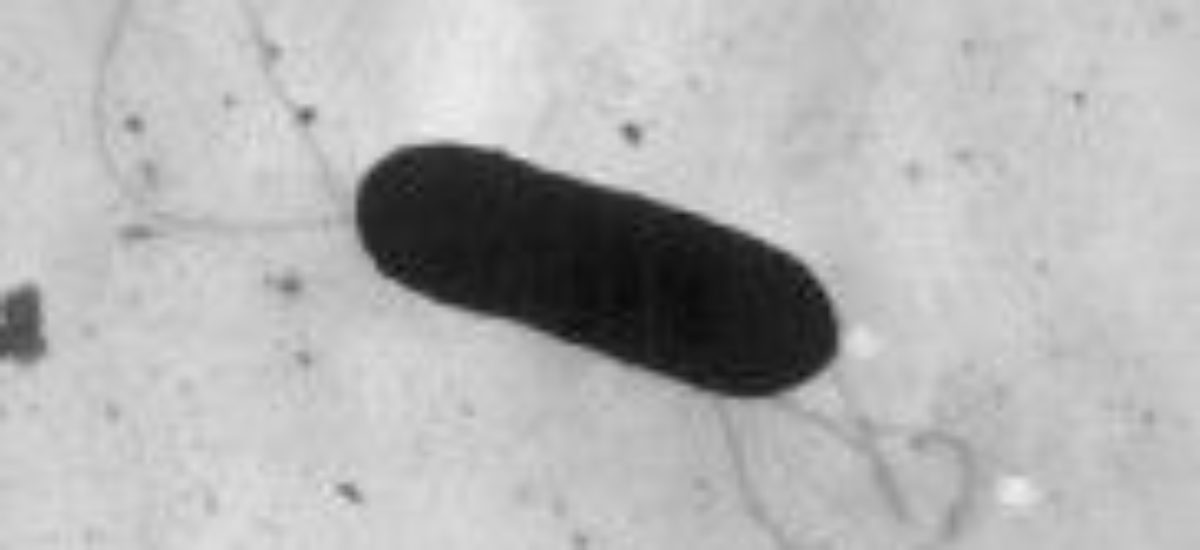 Img listeria listado