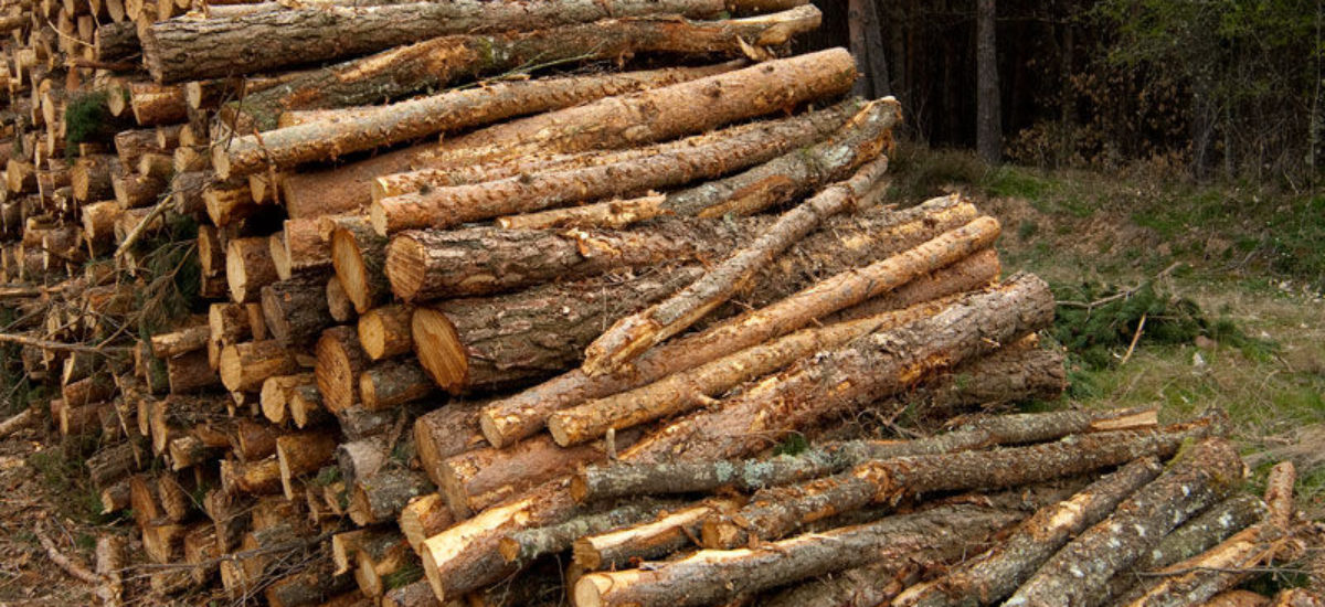 Img madera de pino