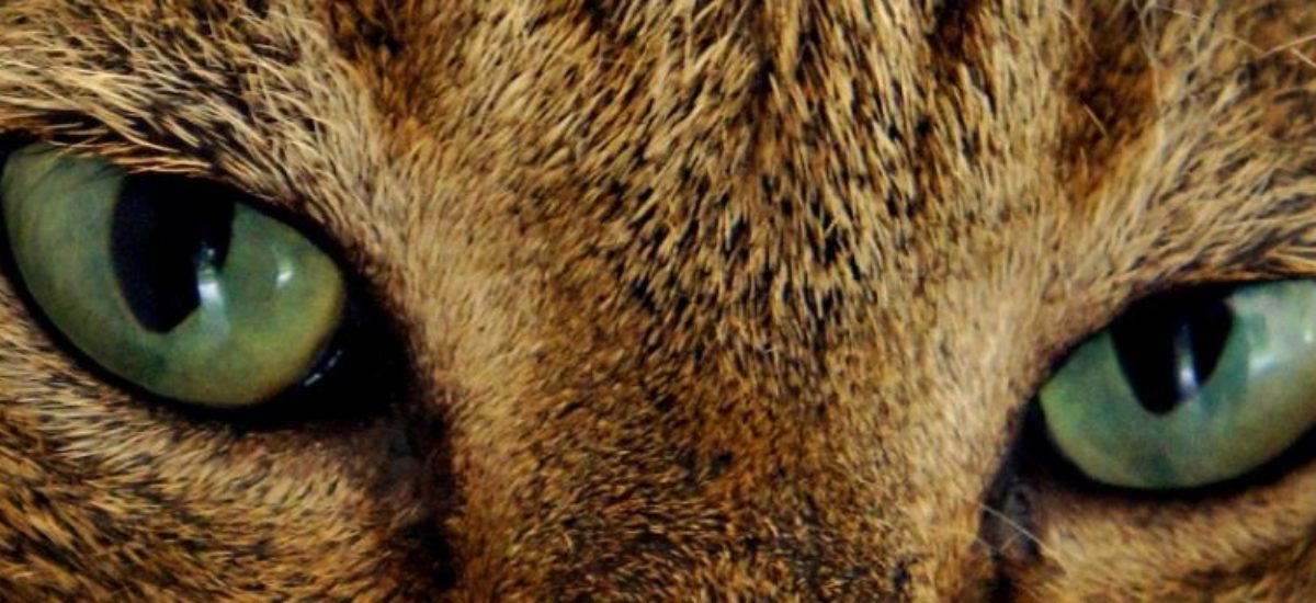 img_5vpn.portada Img 5vpn portada